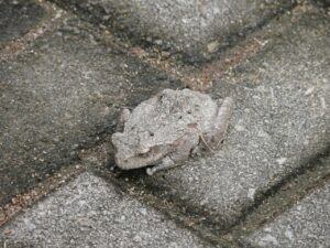 適応障害の診断をセルフチェックする方法は？