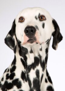 ペットのしつけ方で犬を賢く育てるには？