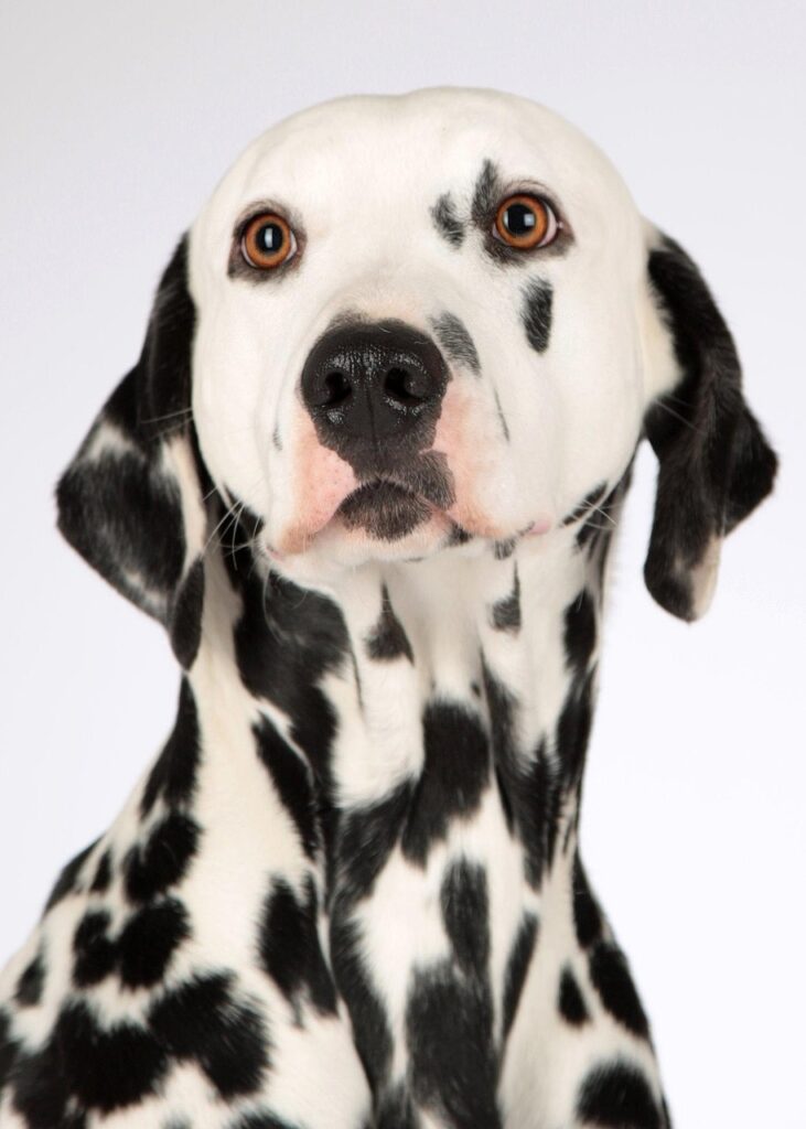 ペットのしつけ方で犬を賢く育てるには？