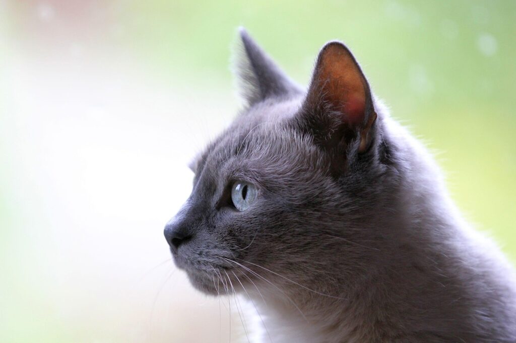 ペットの飼い方初心者が知っておくべき注意点は？