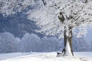 国内旅行おすすめ冬に行くべき人気スポットは？